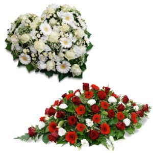 Odoo • Texte et Image